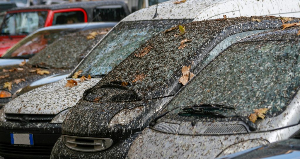 How to Protect Your Car from Bird Poop Nasiol