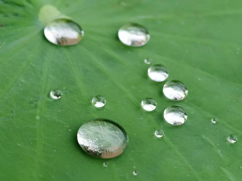 superhydrophobic nasiol