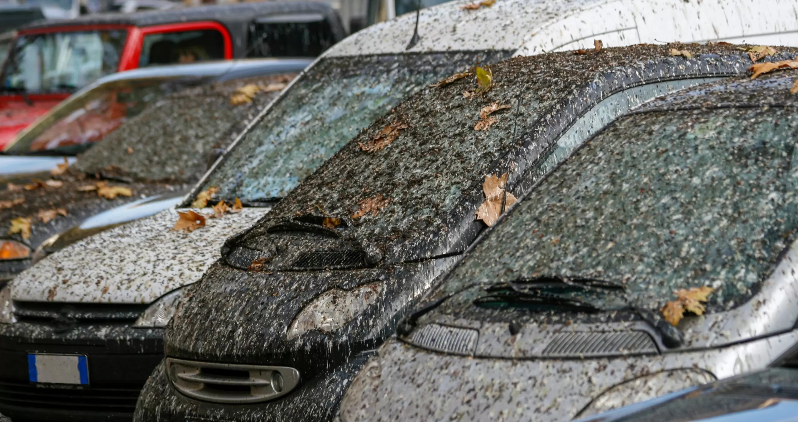 the best way to clean bird poop off your car